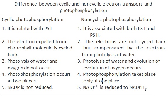 Difference Between Cyclic And Noncyclic Photophosphorylation